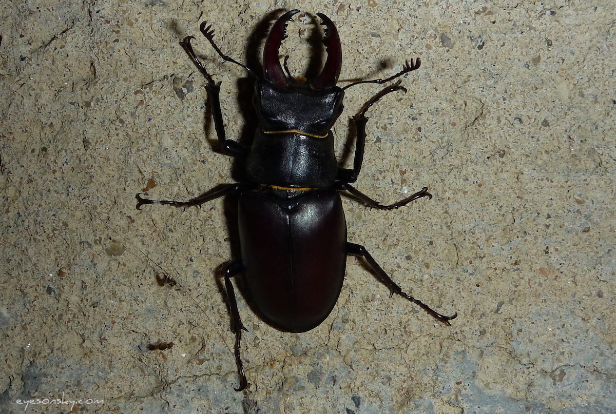 Nature/Insectes/Lucane cerf-volant-male.jpg